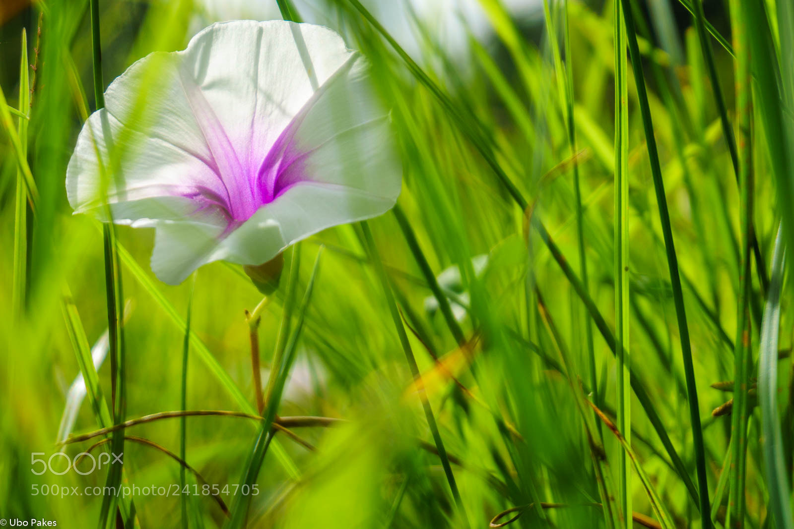 Sony a6300 sample photo. Sweet potato flower photography