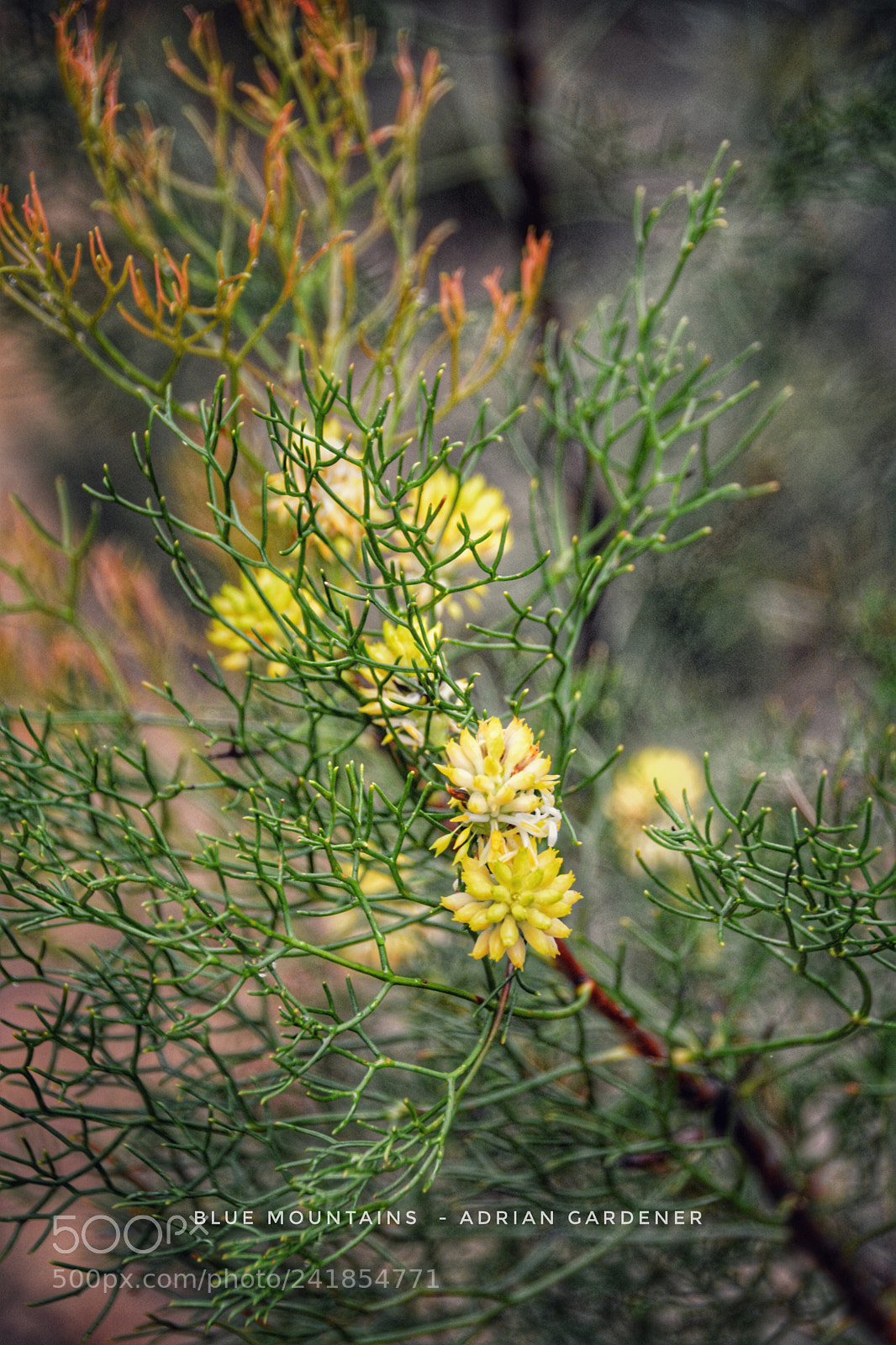 Nikon D7100 sample photo. Blue mountains photography
