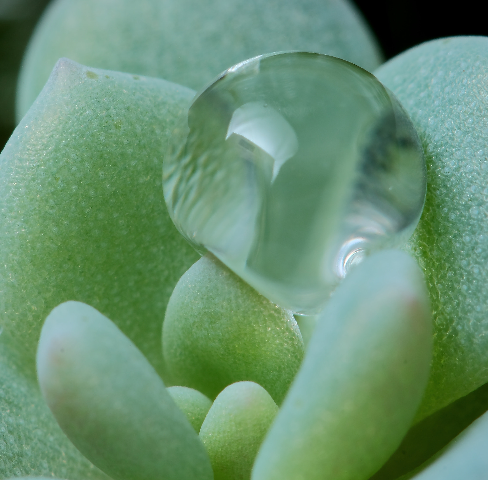 Canon EF 100mm F2.8 Macro USM sample photo. Succulent water drop photography