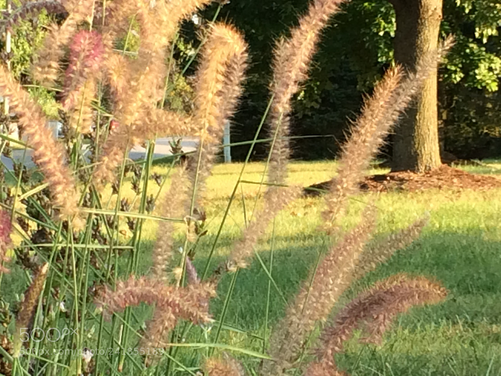 Apple iPhone 5s sample photo. Untitled photography