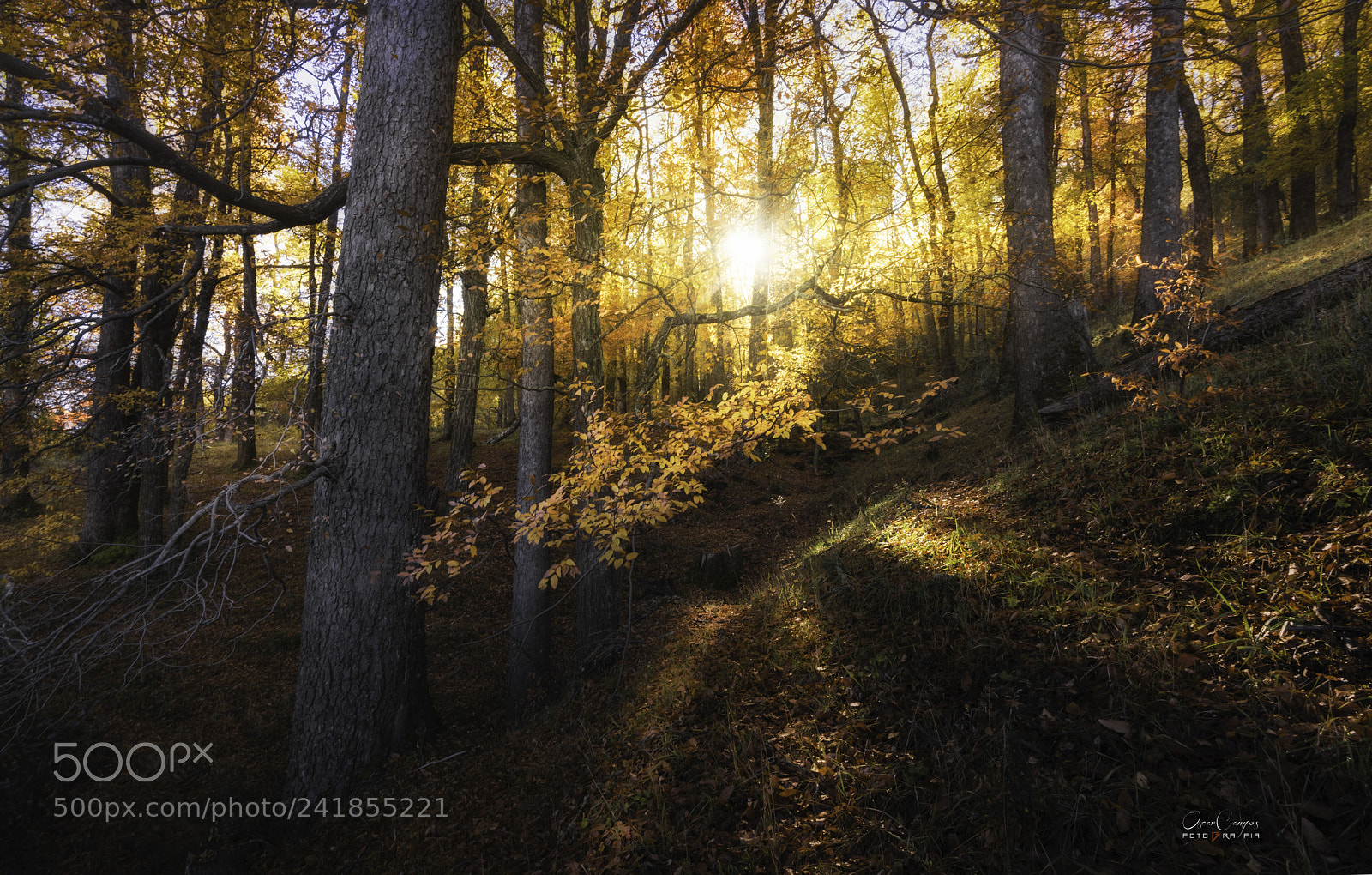 Nikon D810 sample photo. Sol de oto o photography