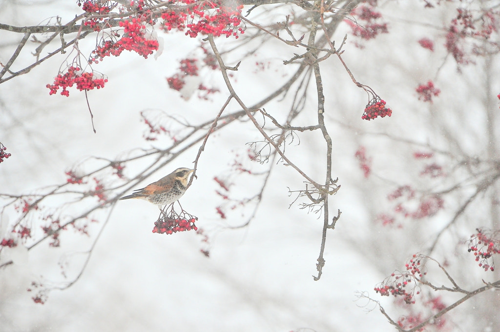 Nikon D3S + Sigma 50-500mm F4.5-6.3 DG OS HSM sample photo. 赤口睦月さがり鶫　雪煙淡く石狩原野 photography