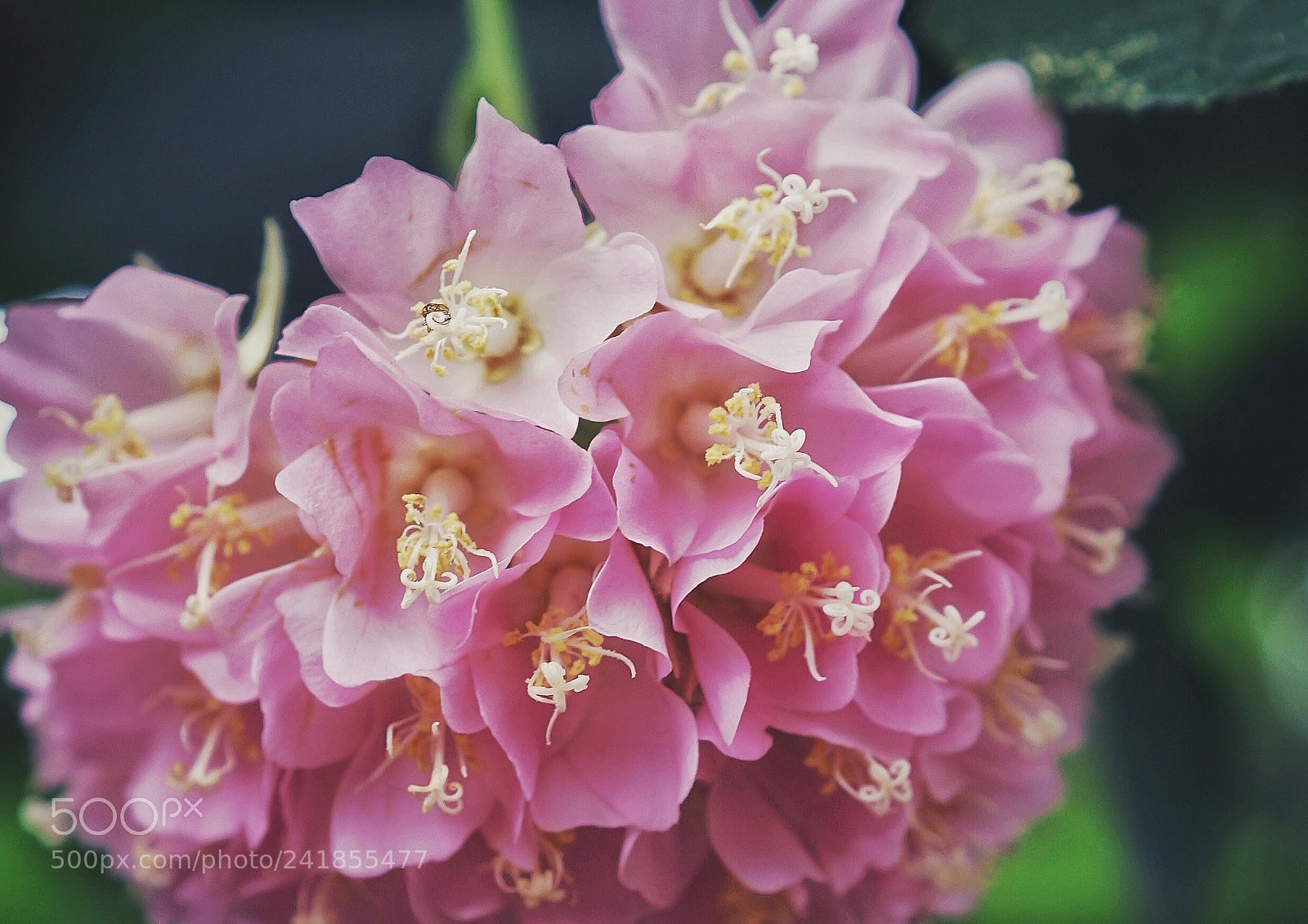 Sony a7 II sample photo. Untitled photography