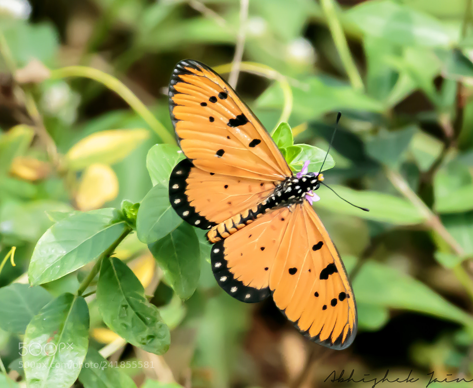 Canon EOS 1300D (EOS Rebel T6 / EOS Kiss X80) sample photo. Butterfly photography