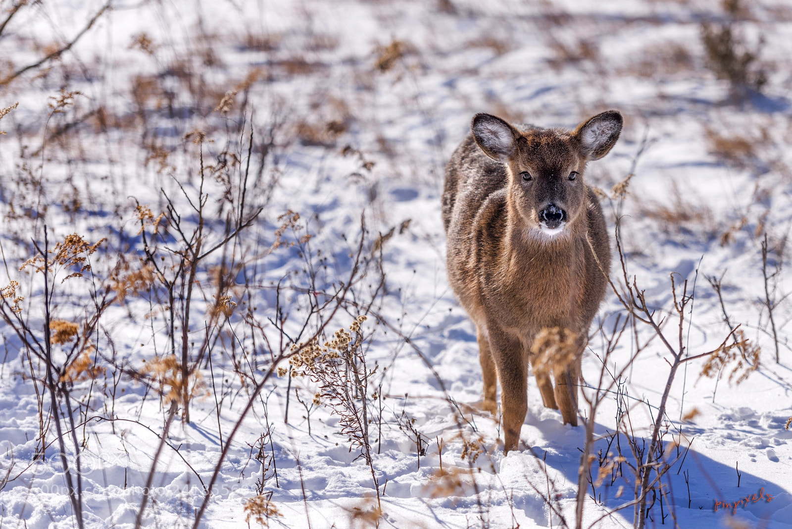 Nikon D810 sample photo. He likes my camera photography