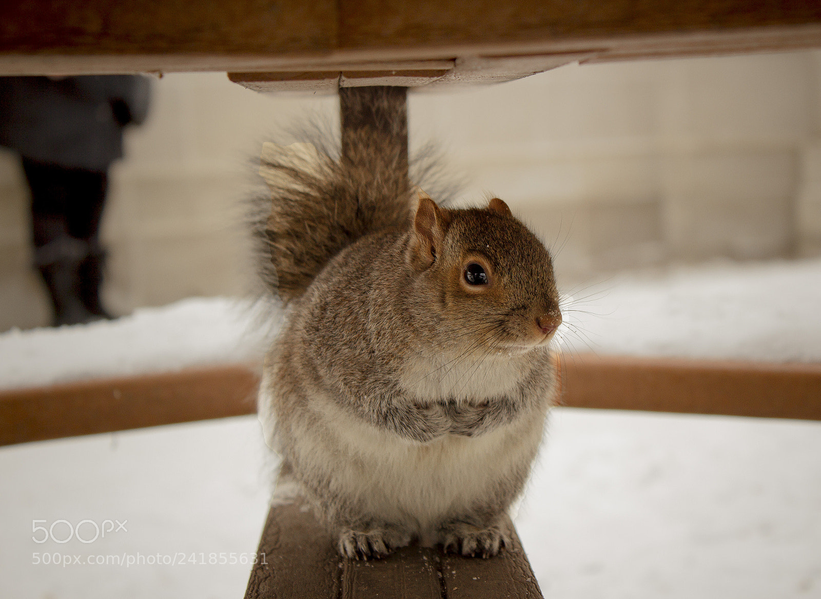 Canon EOS 600D (Rebel EOS T3i / EOS Kiss X5) sample photo. Cutie photography