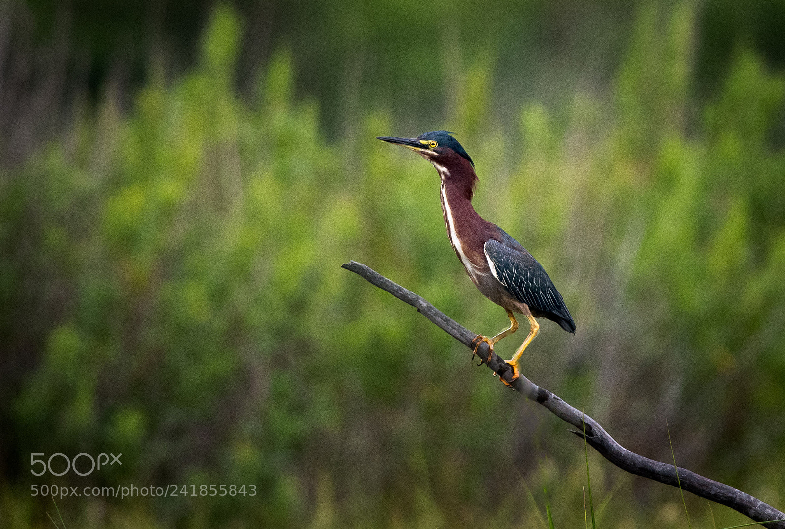Nikon D500 sample photo. Green heron in the photography