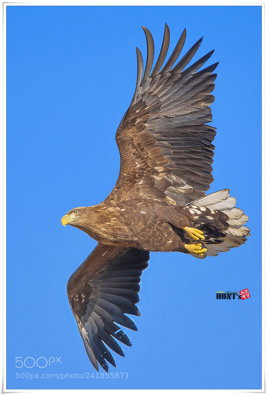 Nikon D5 sample photo. White-tailed sea eagle. photography