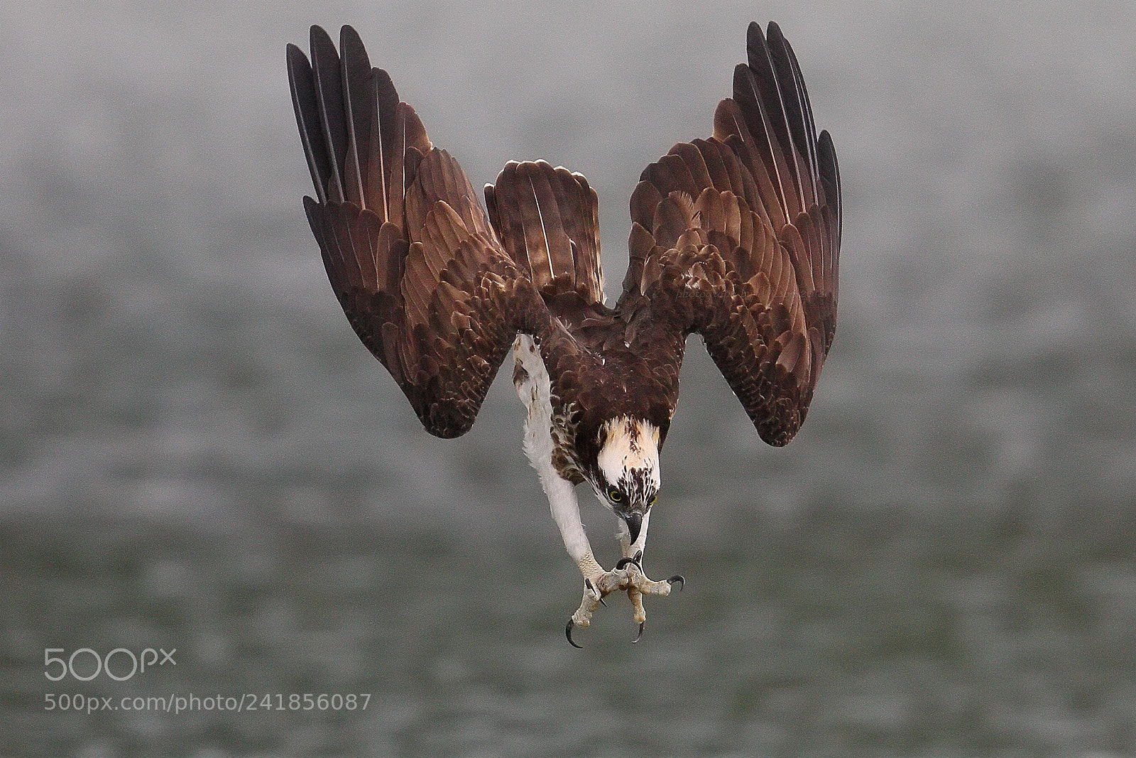 Canon EOS-1D X sample photo. Osprey photography