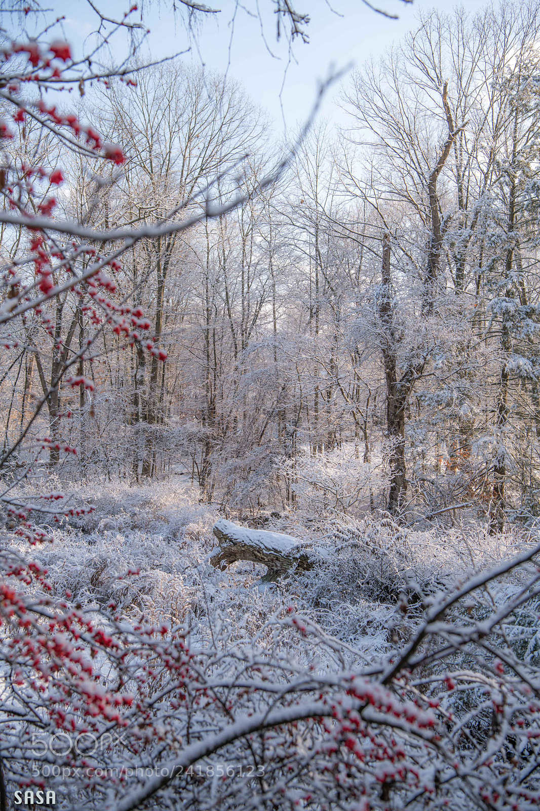 Nikon D850 sample photo. Snow covered woods photography