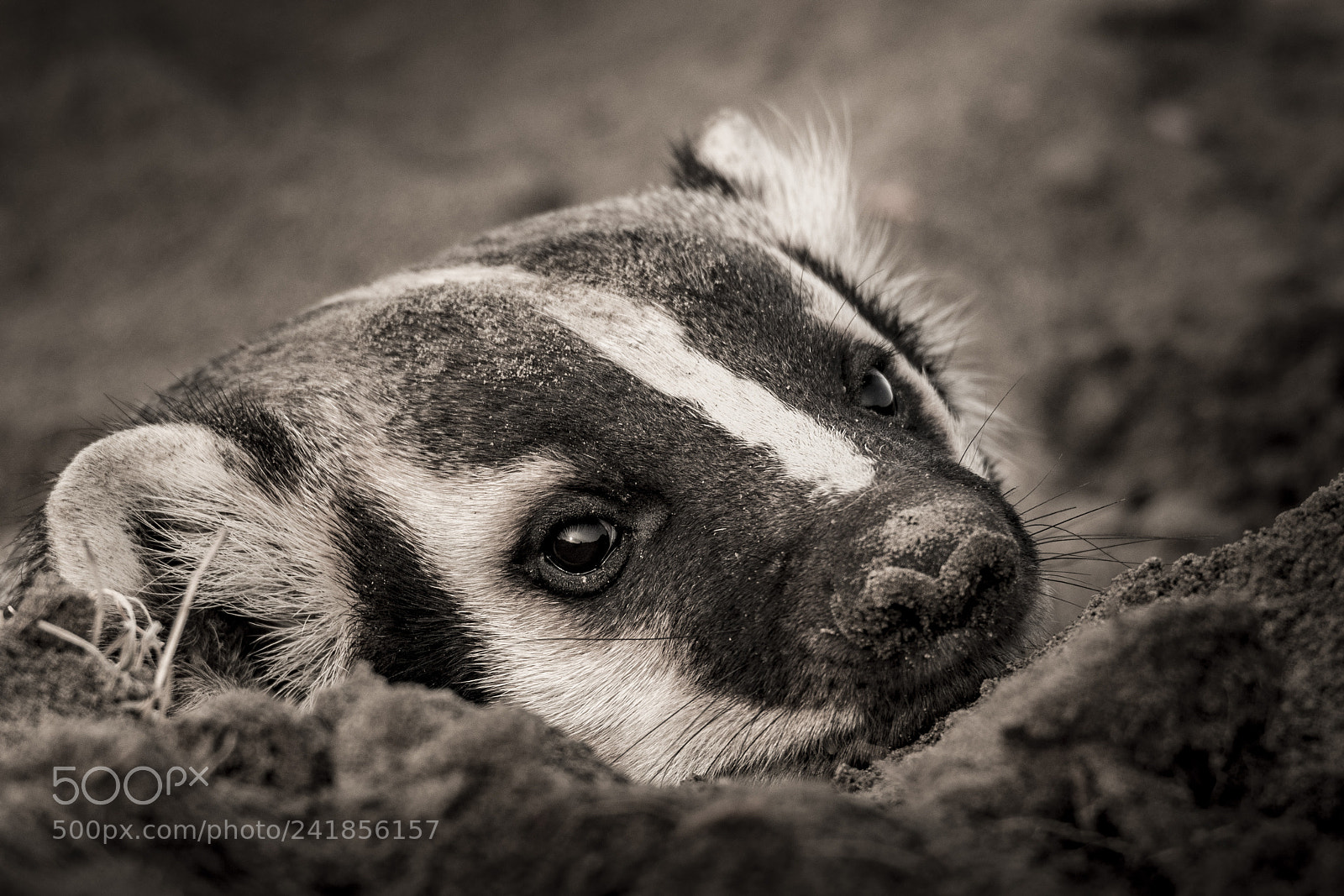 Nikon D500 sample photo. Badger photography