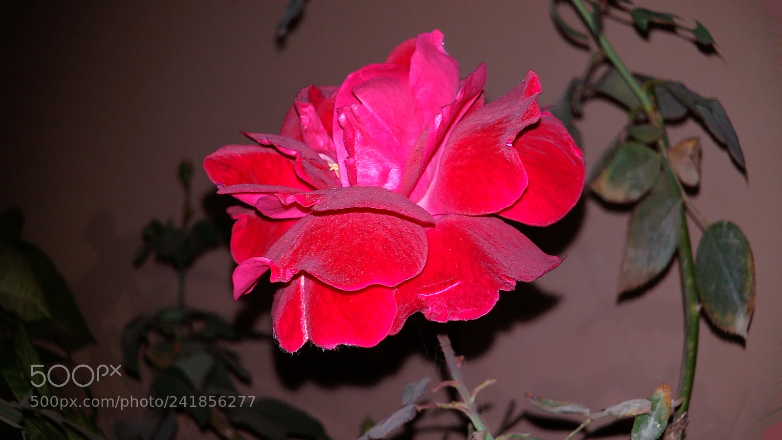 Xiaomi Redmi 4A sample photo. Red rose photography