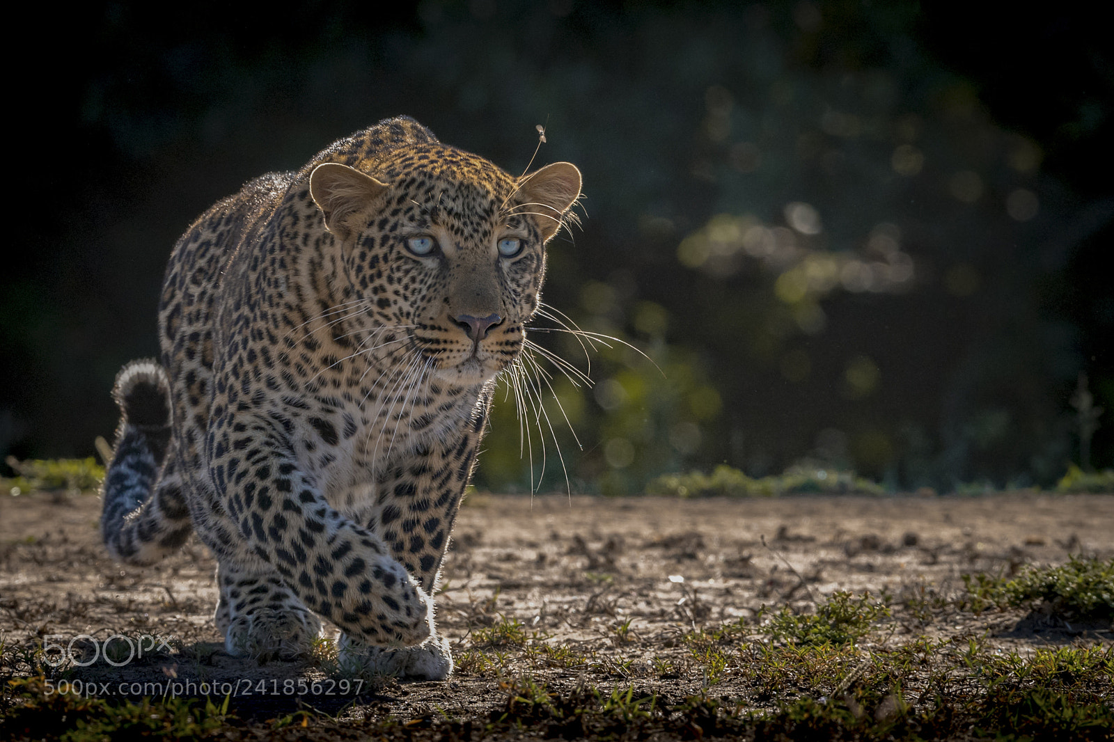 Nikon D5 sample photo. Leopard walk photography