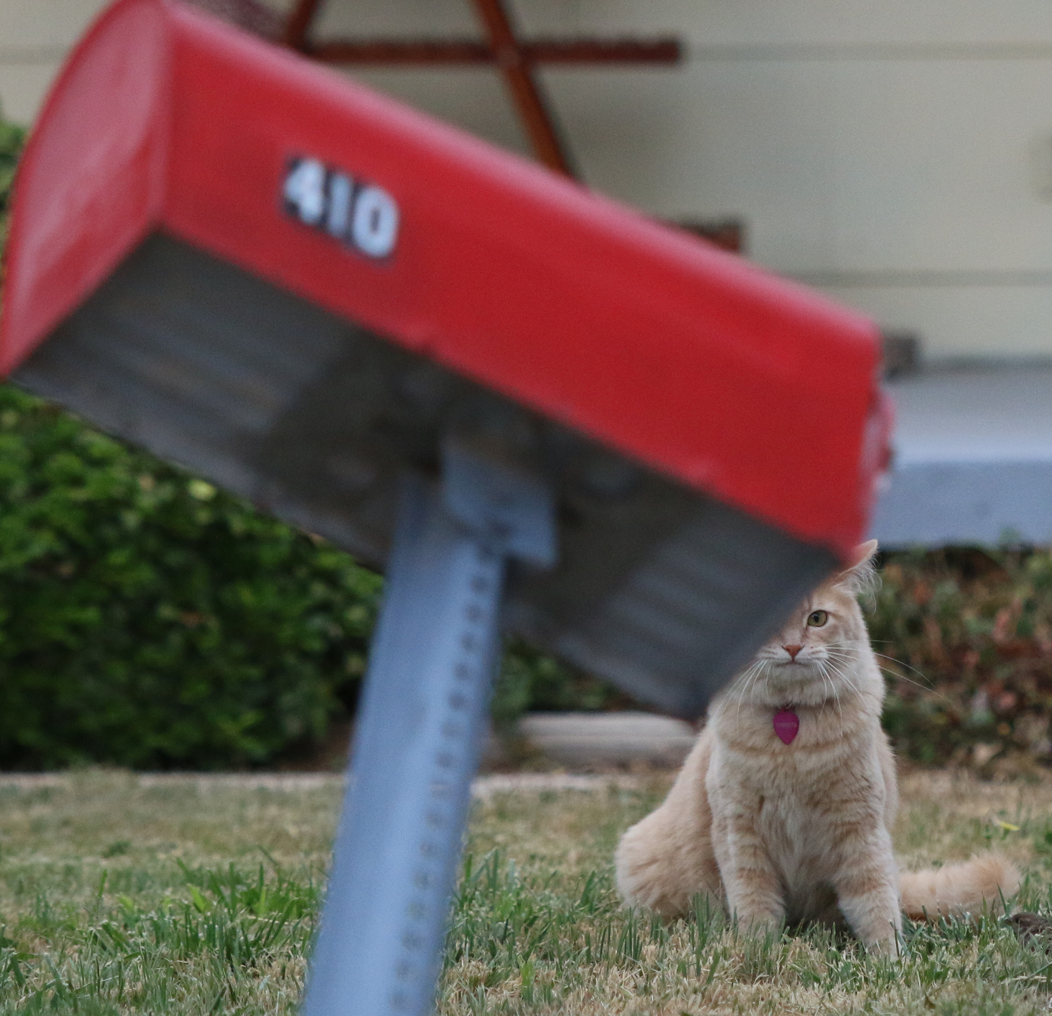 Canon EF 70-200mm F2.8L IS USM sample photo. Cat mailbox photography