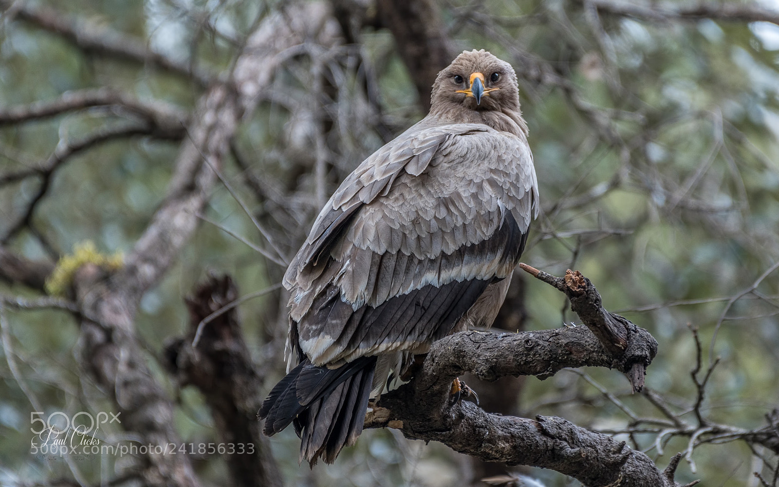 Nikon D500 sample photo. Steppe eagle - eye photography