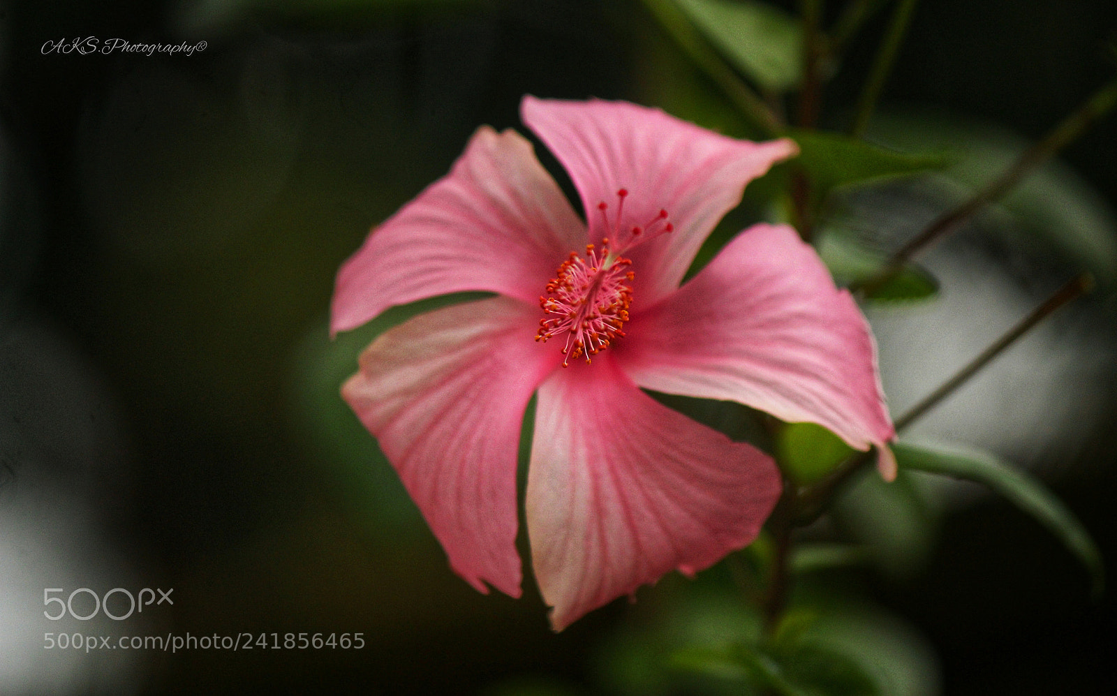 Canon EOS 1300D (EOS Rebel T6 / EOS Kiss X80) sample photo. Pink flower photography