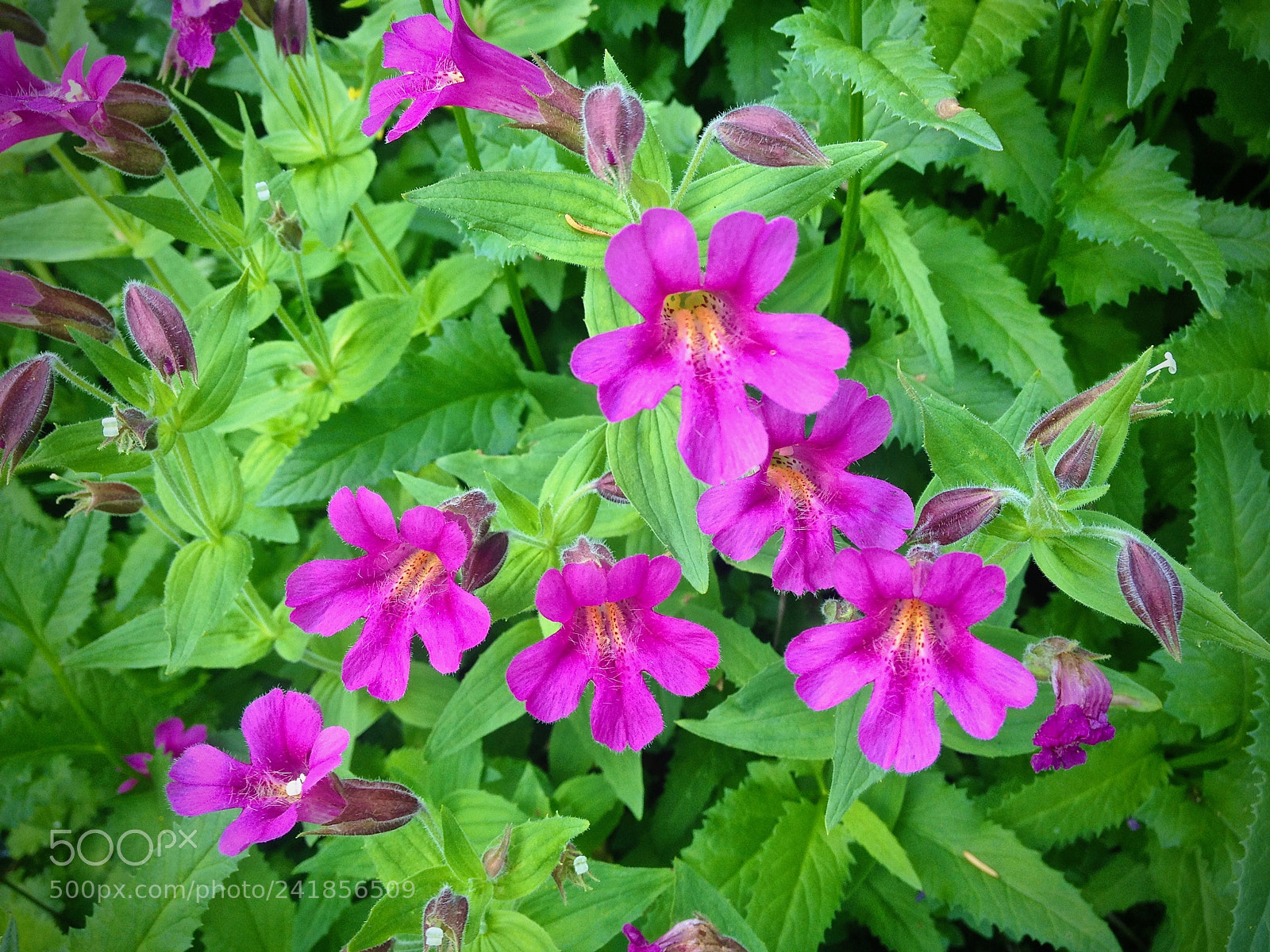Apple iPhone 4S sample photo. Lewis's monkeyflower photography