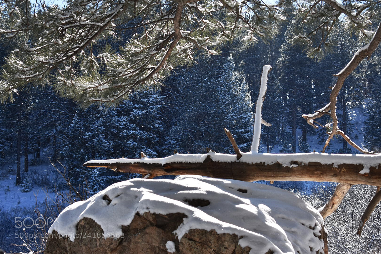 Nikon D3400 sample photo. Resting trunk, snow coated photography