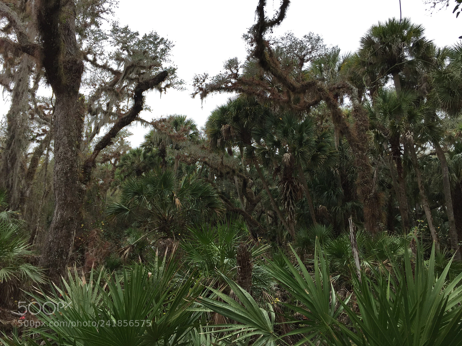 Apple iPhone 6 sample photo. Between palms at the photography