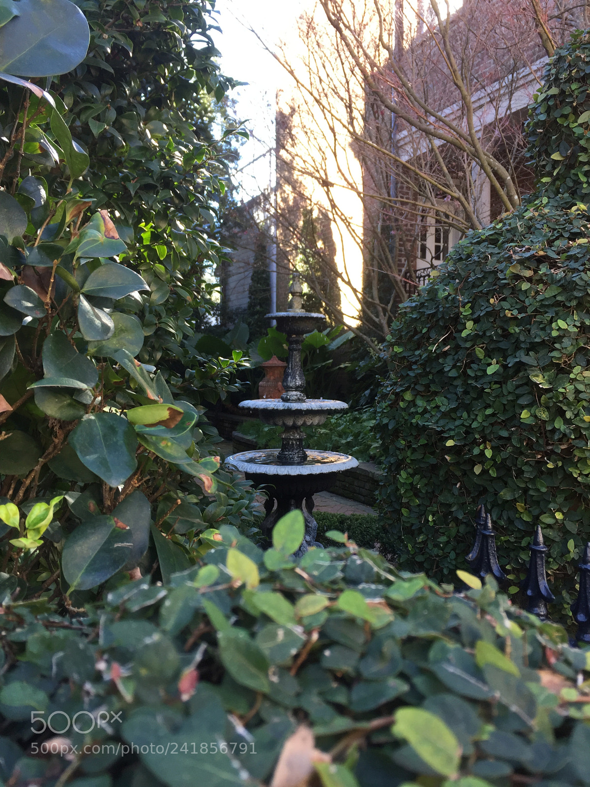 Apple iPhone 6 sample photo. Old savannah secret garden. photography