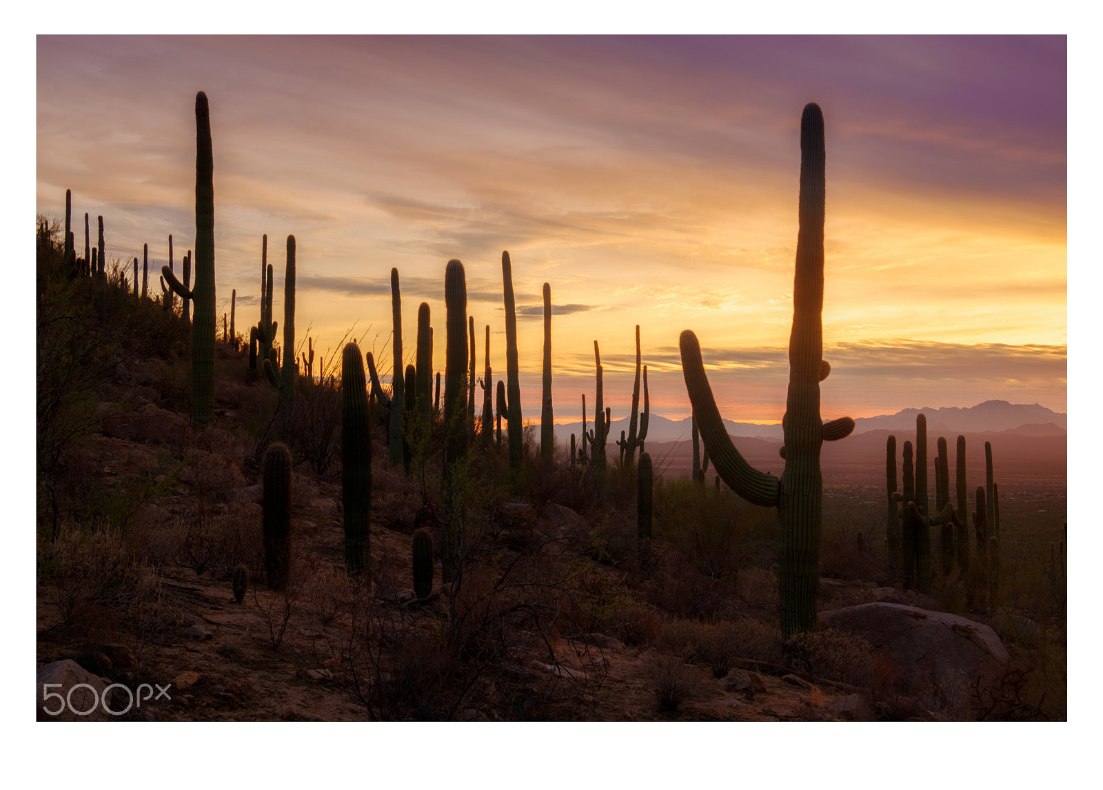 Fujifilm X-T2 sample photo. Saguaro national park photography