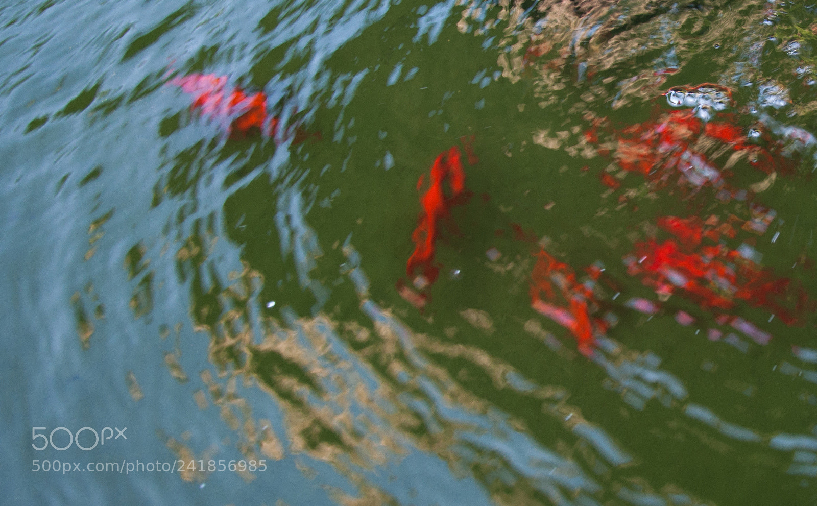 Nikon D90 sample photo. Red fishs photography