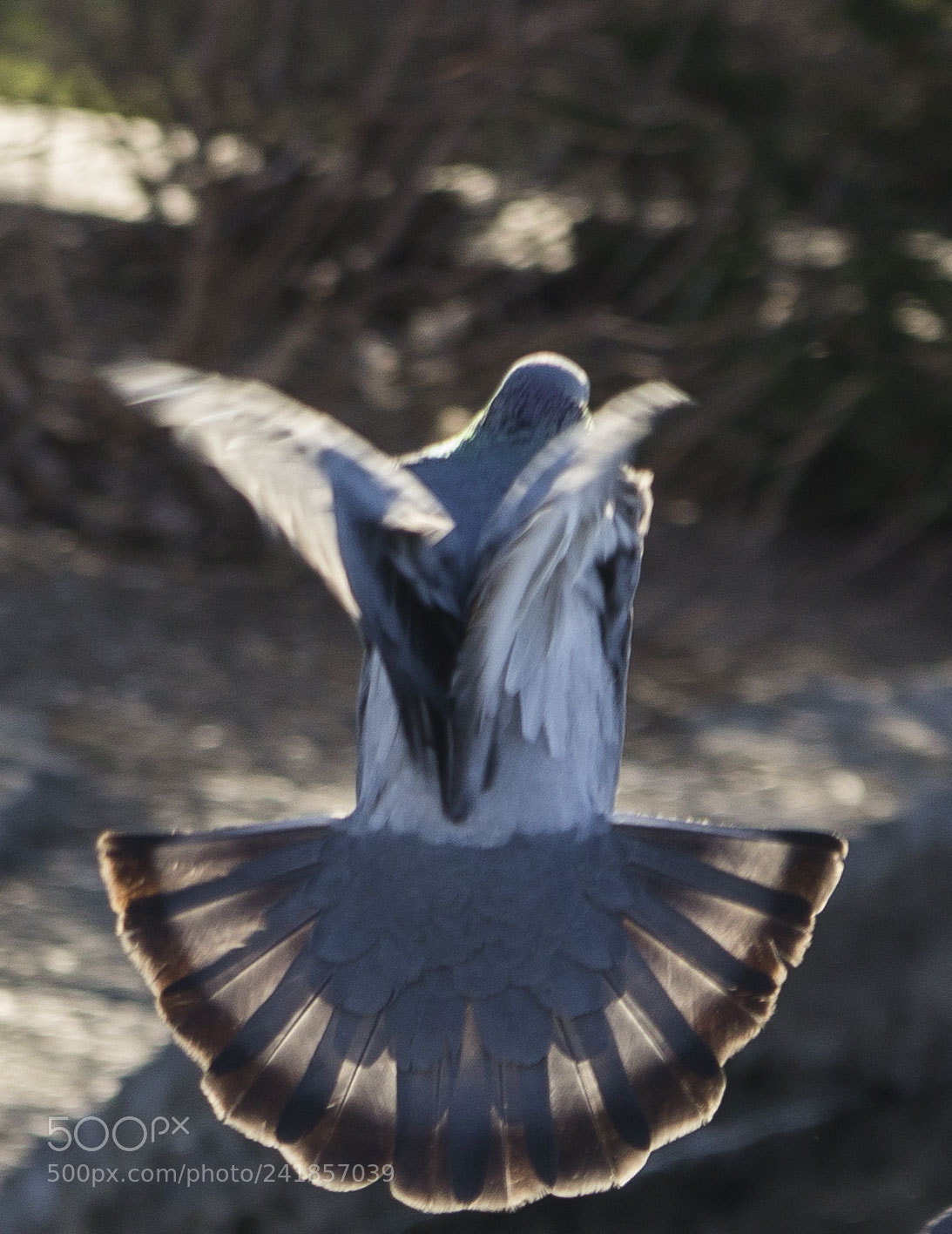 Canon EOS 1200D (EOS Rebel T5 / EOS Kiss X70 / EOS Hi) sample photo. Mid-flight photography
