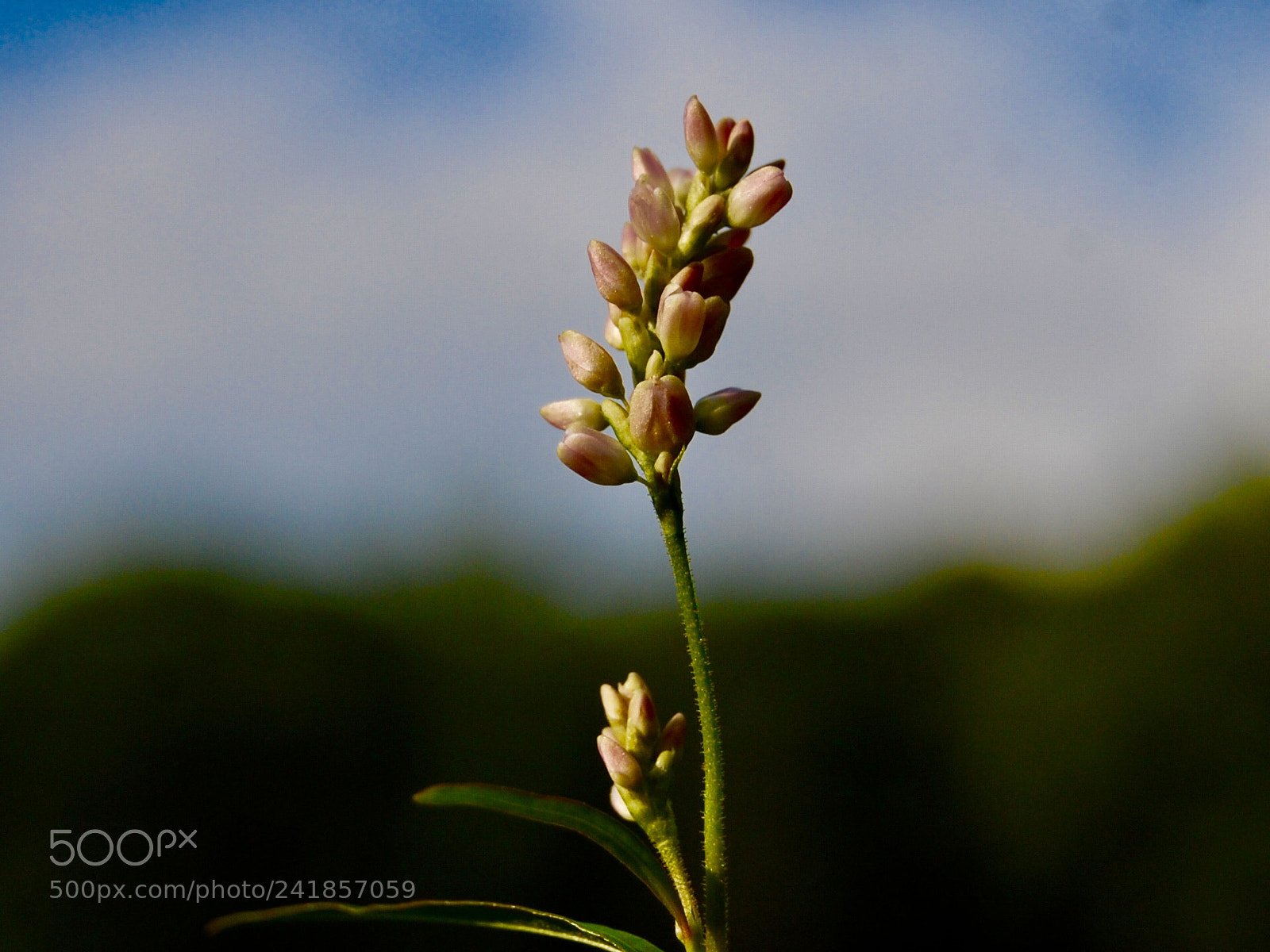 Nikon D40 sample photo. Sprouting up photography