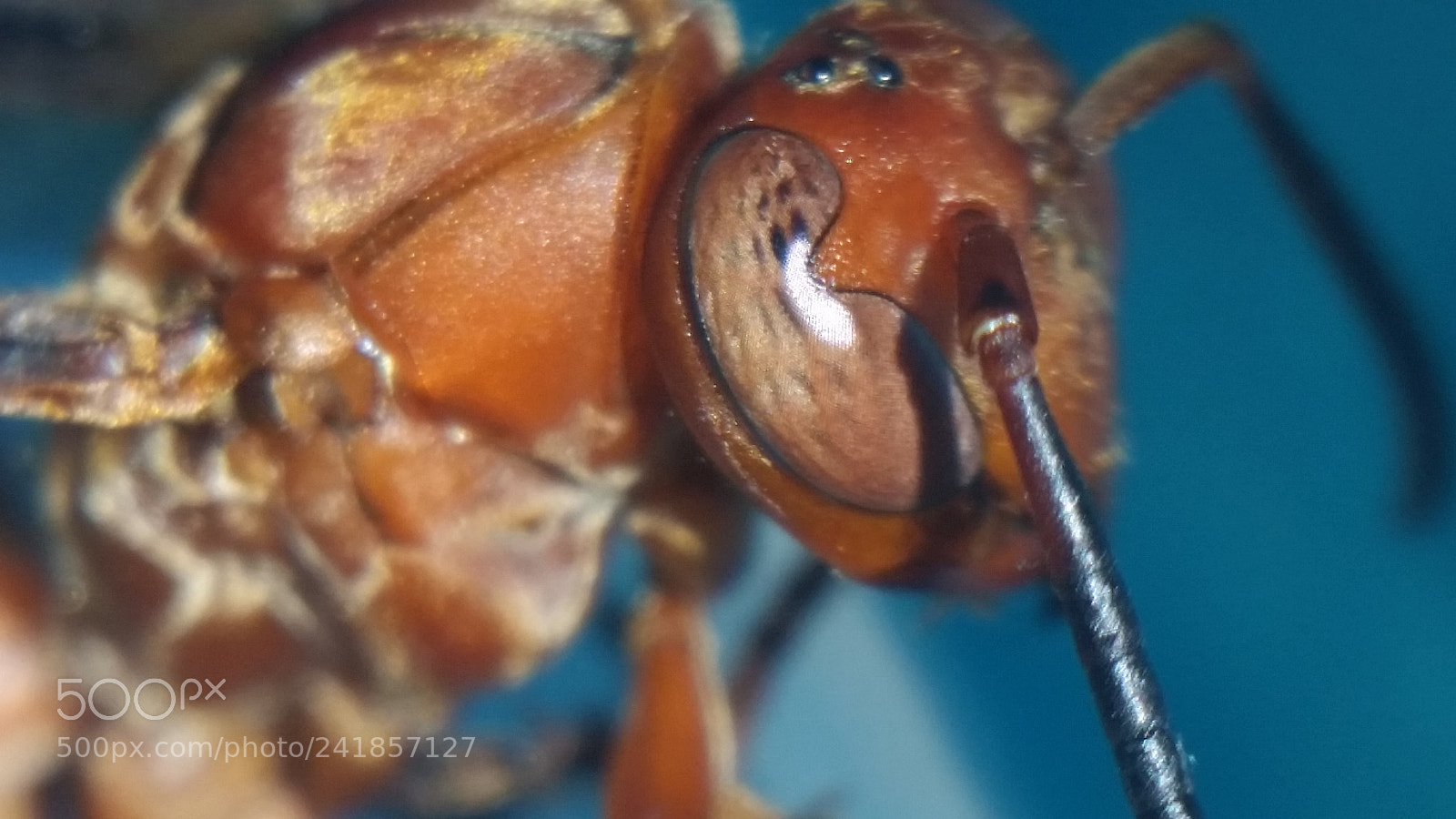 Samsung Galaxy S5 sample photo. Wasp eye photography