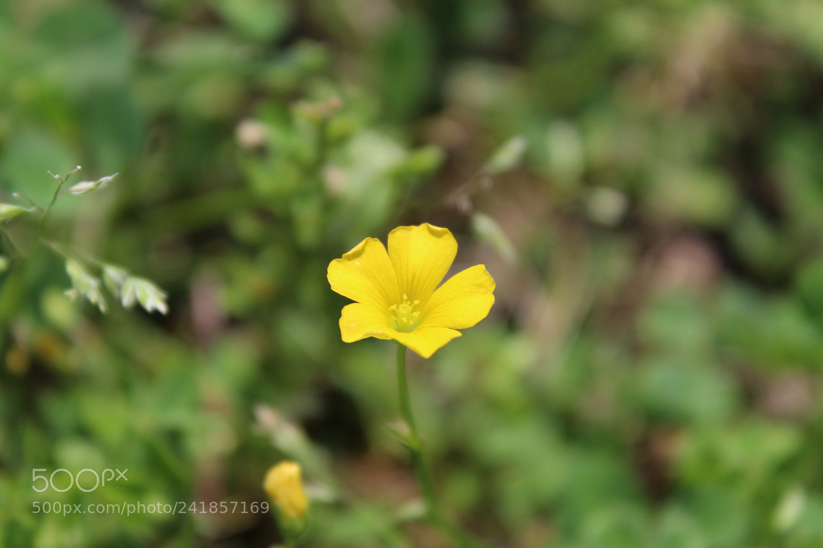 Canon EOS 1200D (EOS Rebel T5 / EOS Kiss X70 / EOS Hi) sample photo. Tiny flower photography
