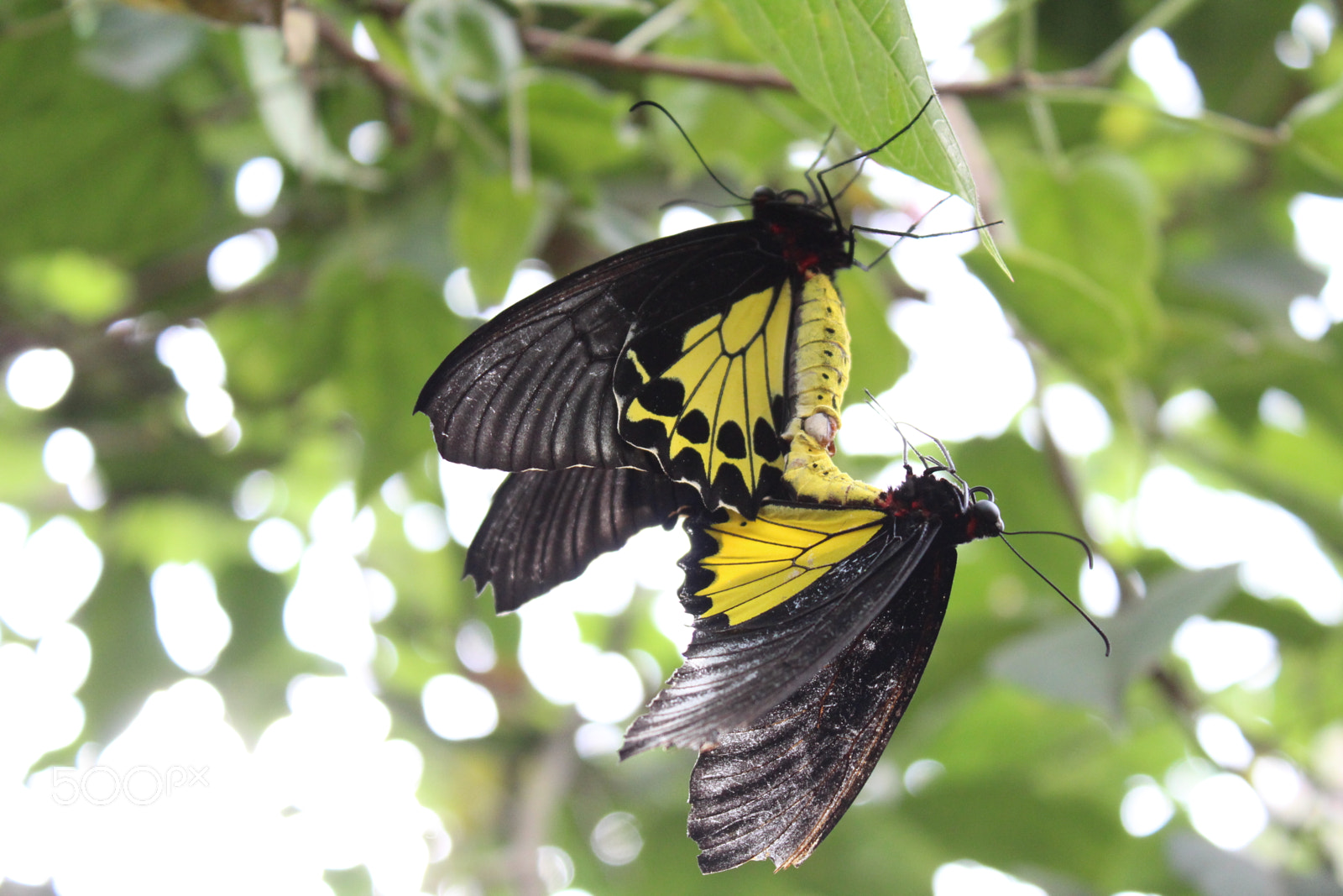 Canon EOS 1300D (EOS Rebel T6 / EOS Kiss X80) sample photo. Still with the butterflies .. photography