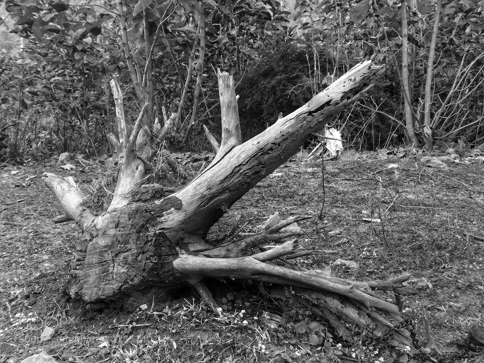 Nikon Coolpix L840 sample photo. Old tree photography