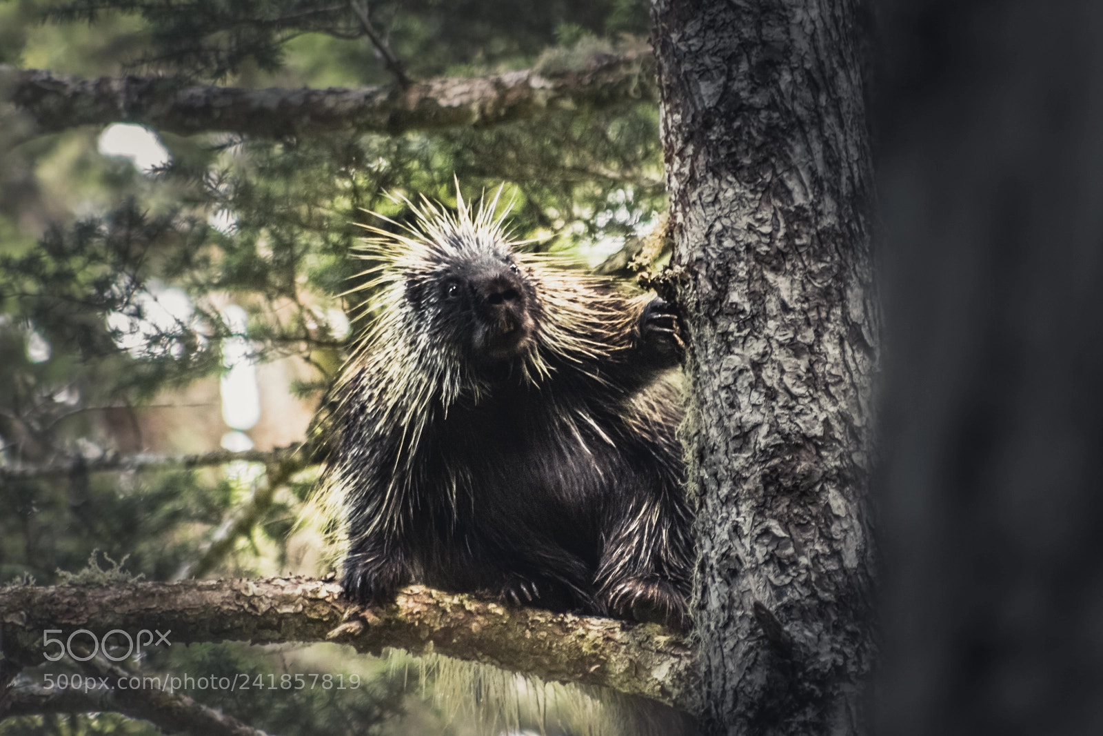 Canon EOS 600D (Rebel EOS T3i / EOS Kiss X5) sample photo. Porcupine in the tree photography