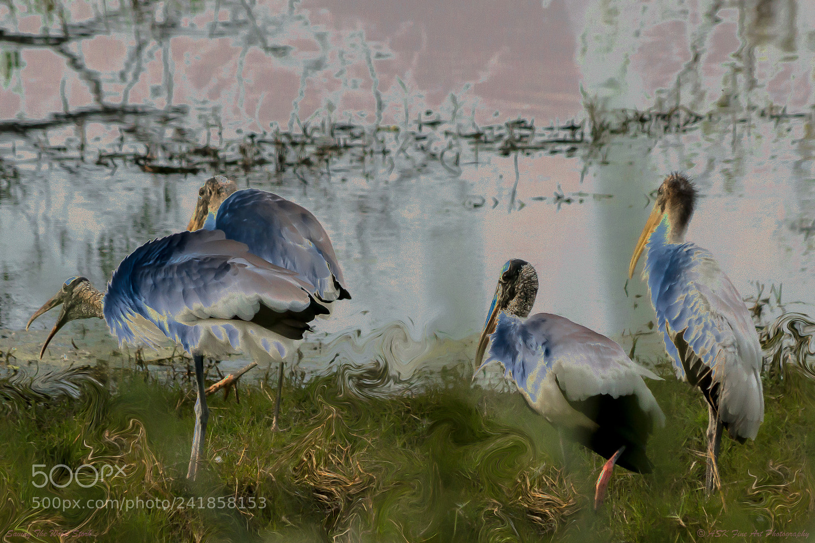 Sony Alpha NEX-6 sample photo. Saving the wood stork photography
