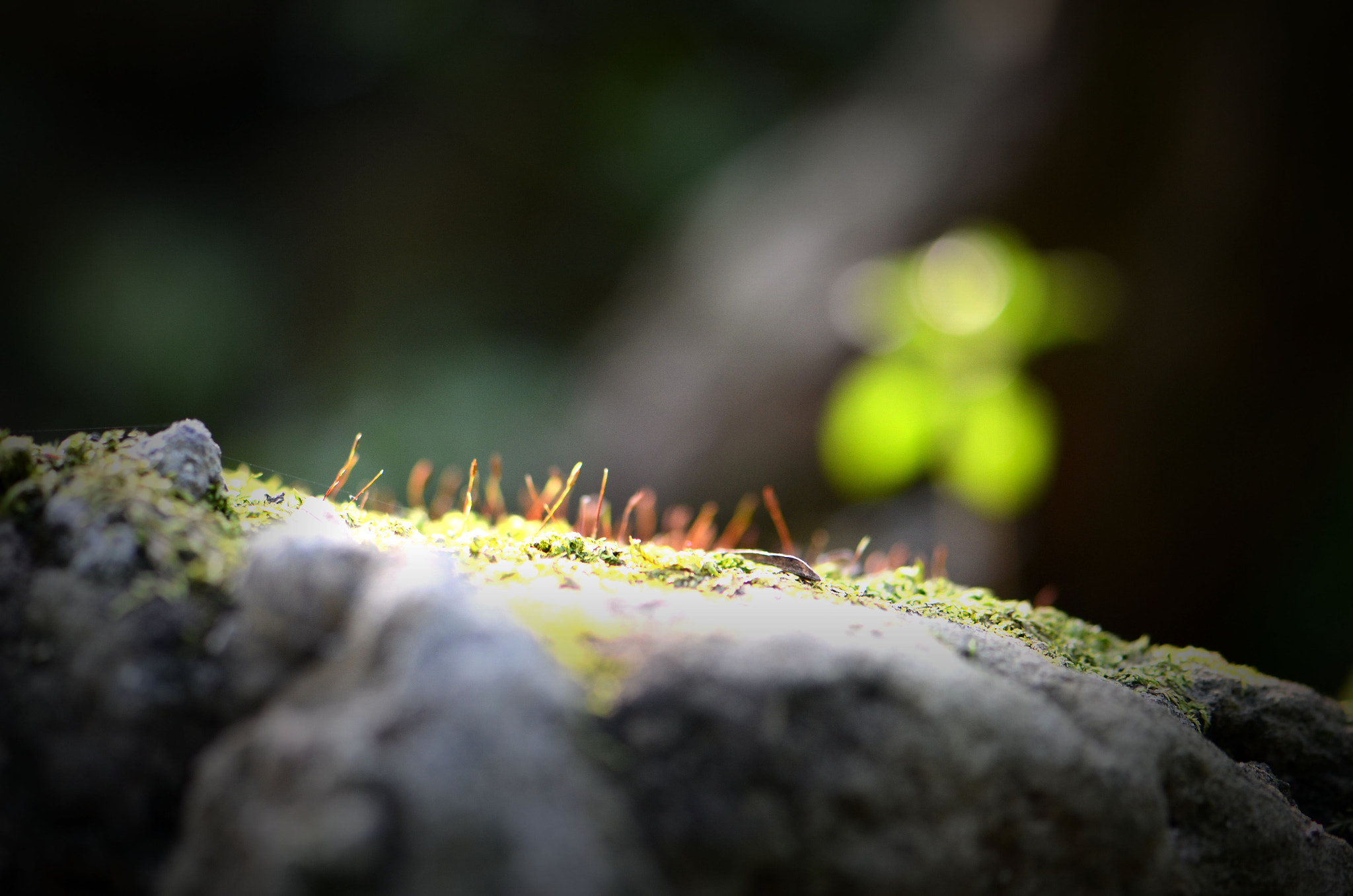 Nikon AF-S Micro-Nikkor 105mm F2.8G IF-ED VR sample photo. 共生 photography