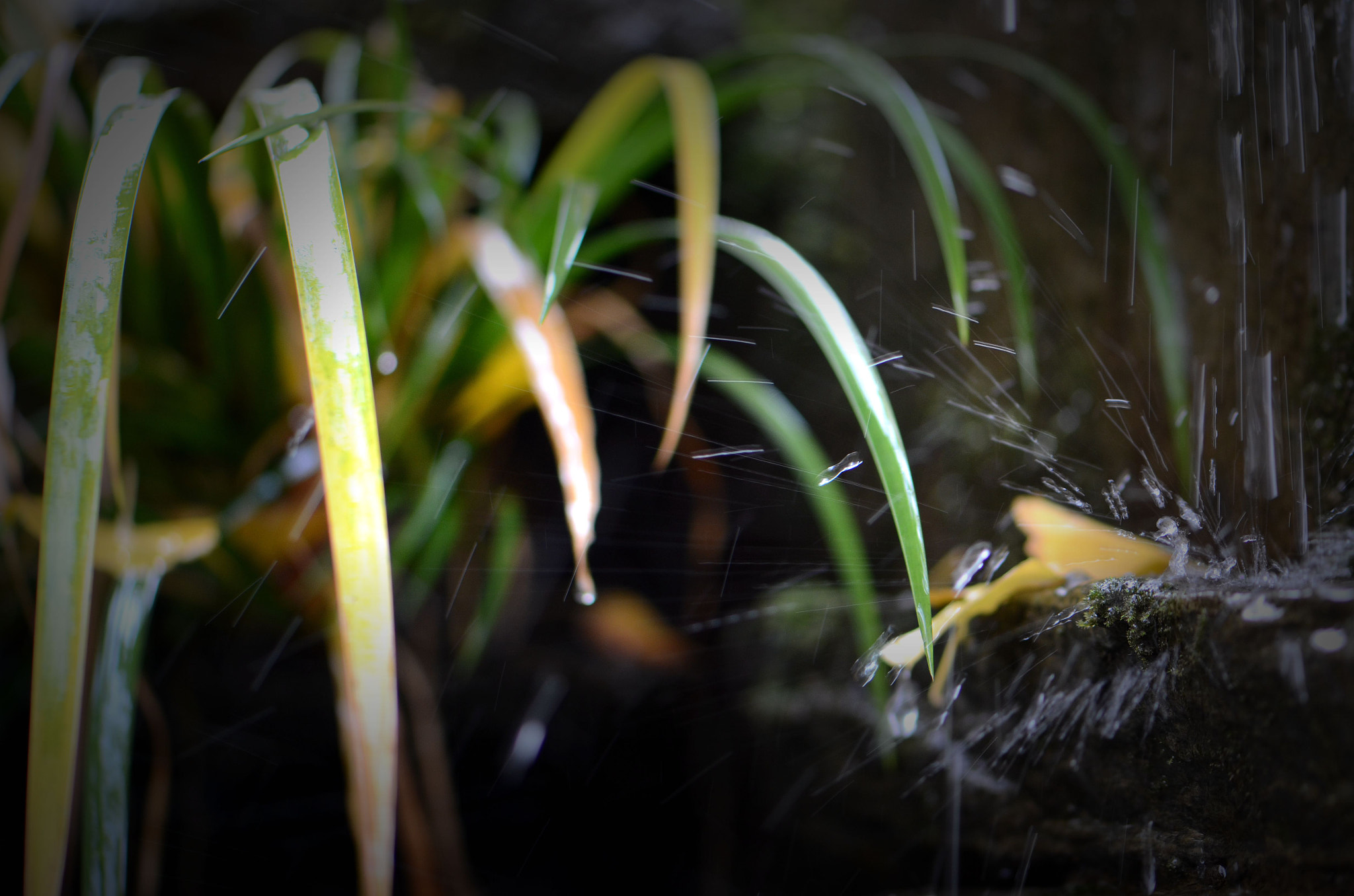 Nikon AF-S Micro-Nikkor 105mm F2.8G IF-ED VR sample photo. 溅 photography