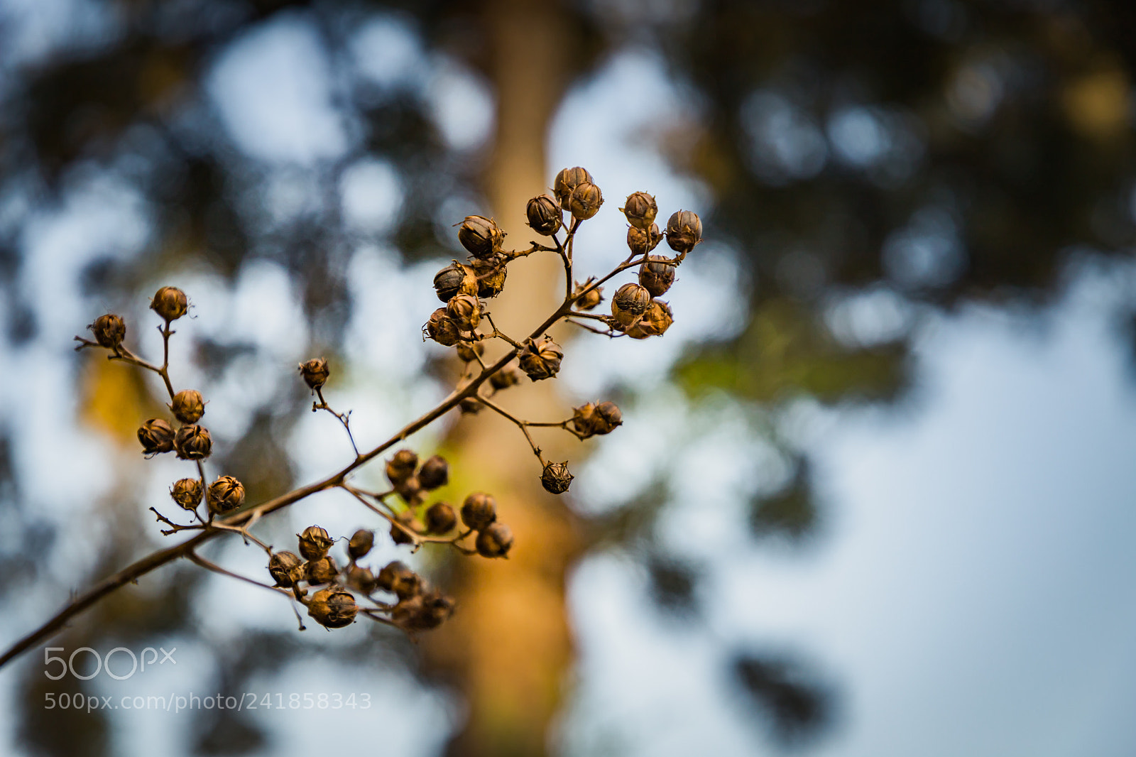 Canon EOS 6D Mark II sample photo. Img photography
