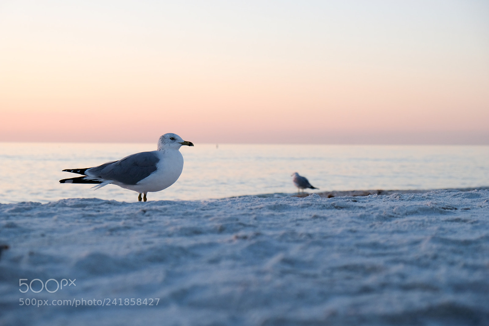 Fujifilm X-E3 sample photo. Seagull photography