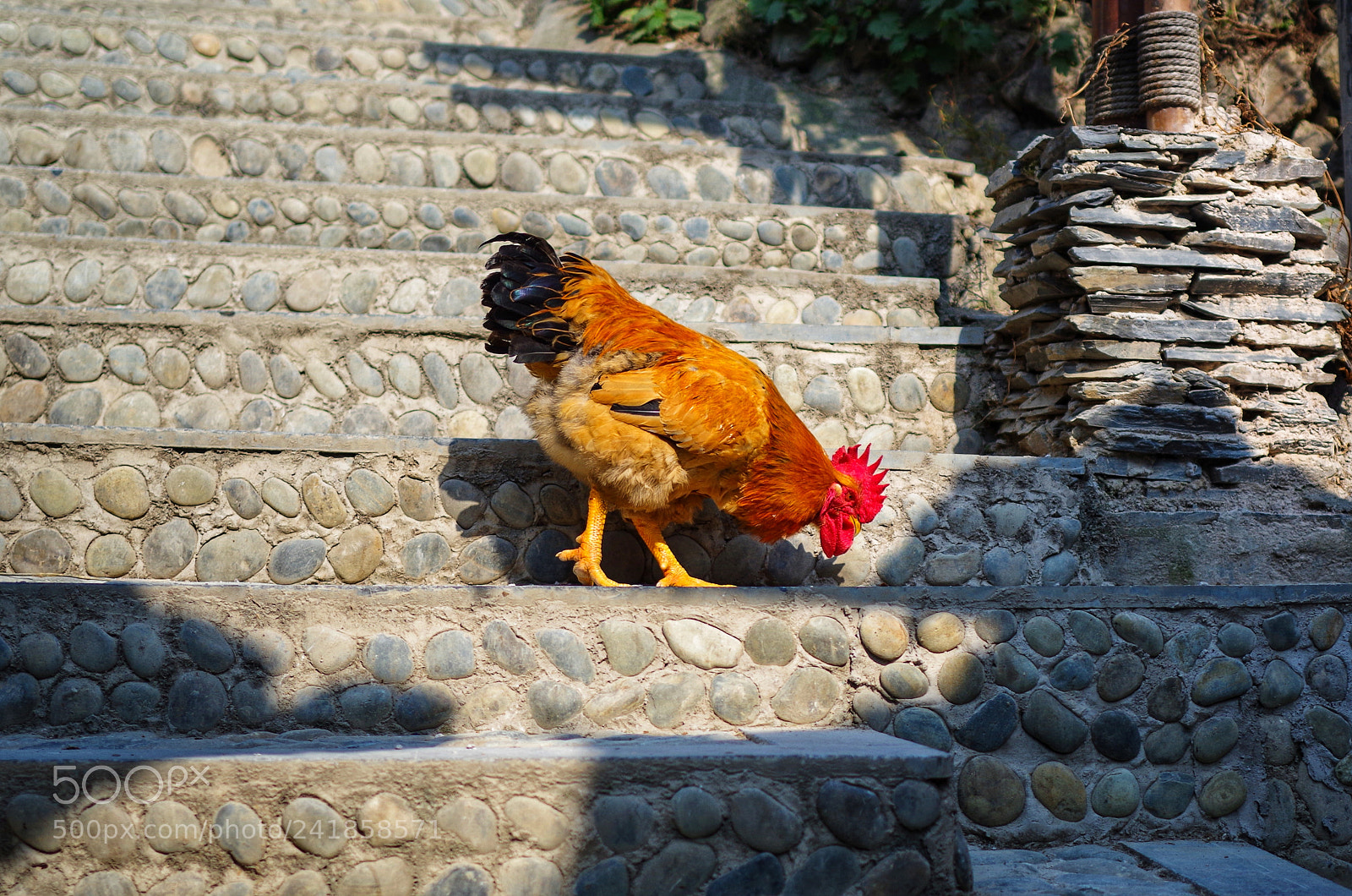Pentax K-50 sample photo. ? photography