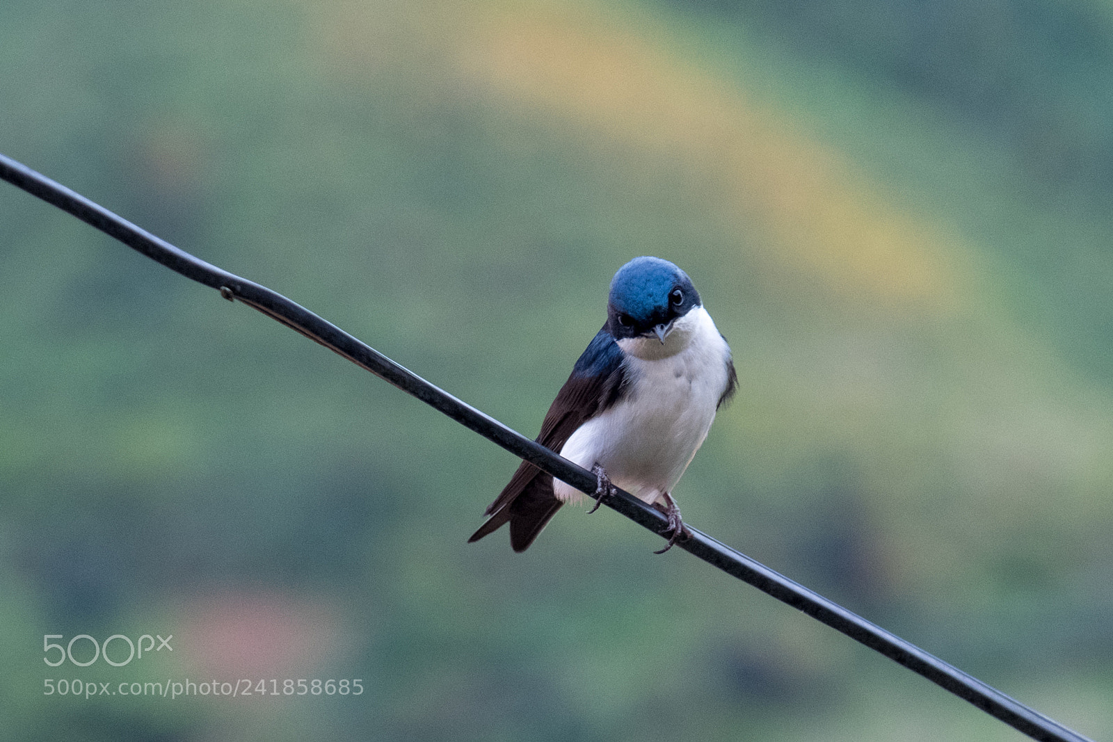 Fujifilm X-E3 sample photo. Bird on a wire photography