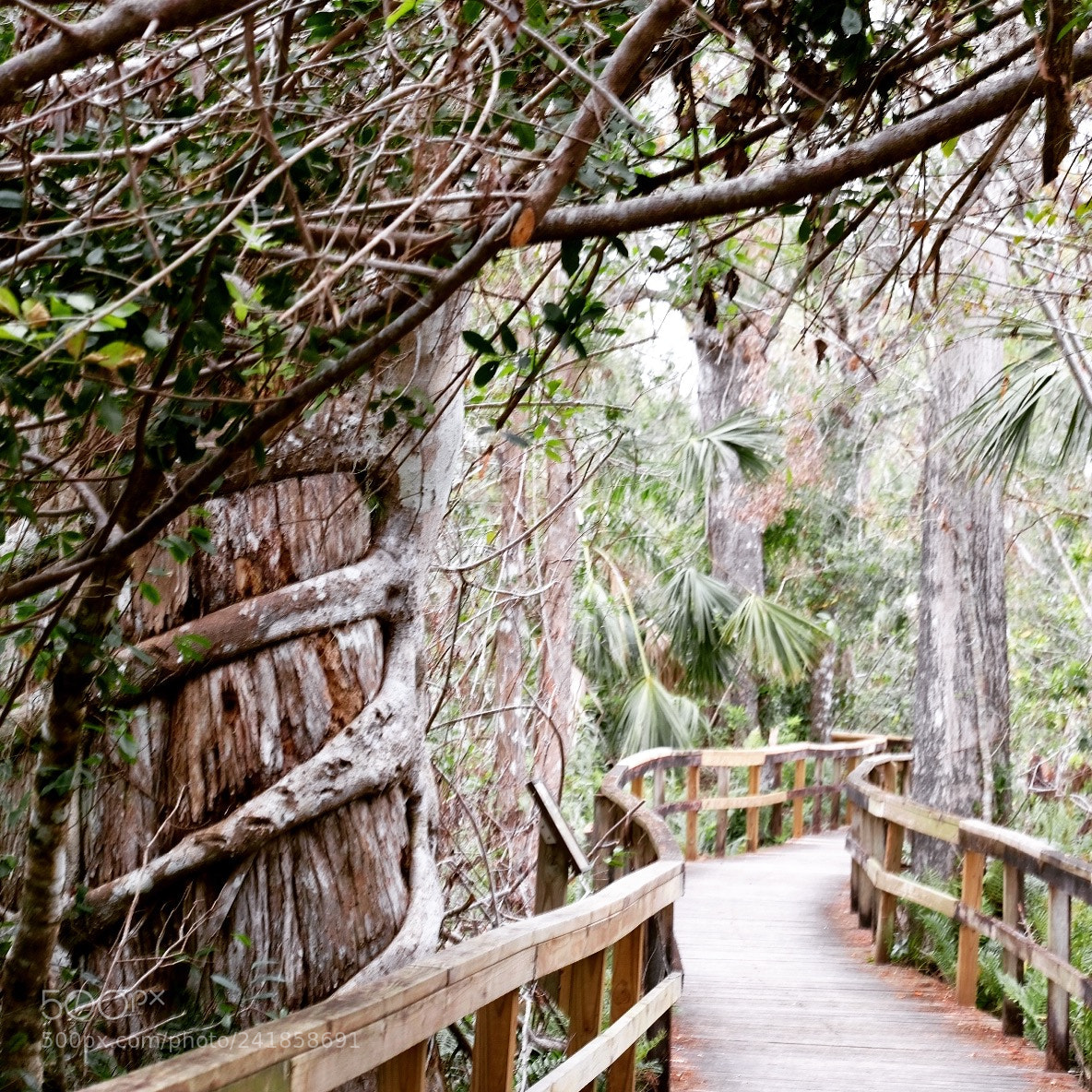 Fujifilm X-T2 sample photo. Big cyprus bend boardwalk photography