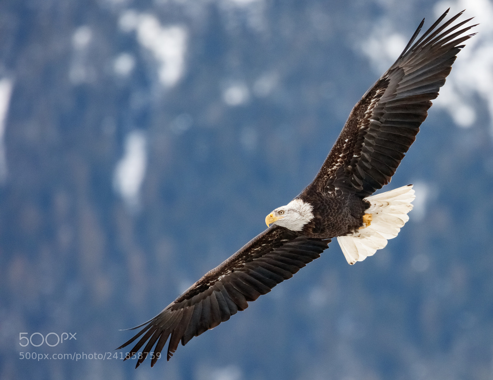 Canon EOS 5DS R sample photo. Circling above photography
