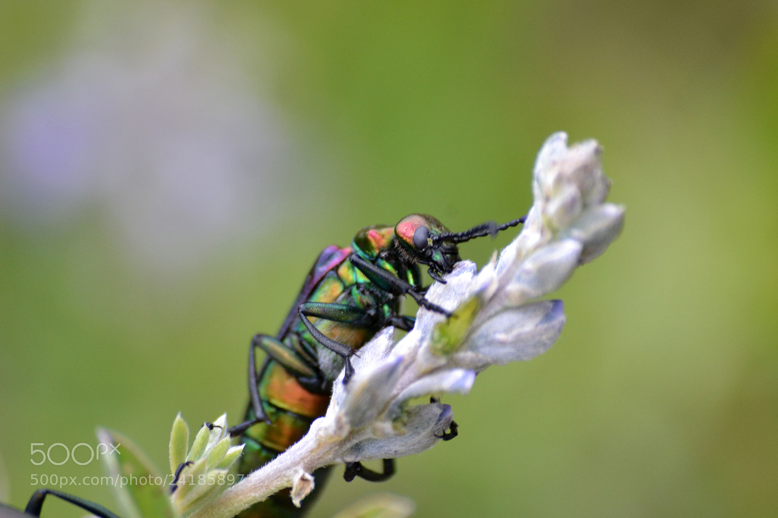 Nikon D3100 sample photo. Insect on the move photography