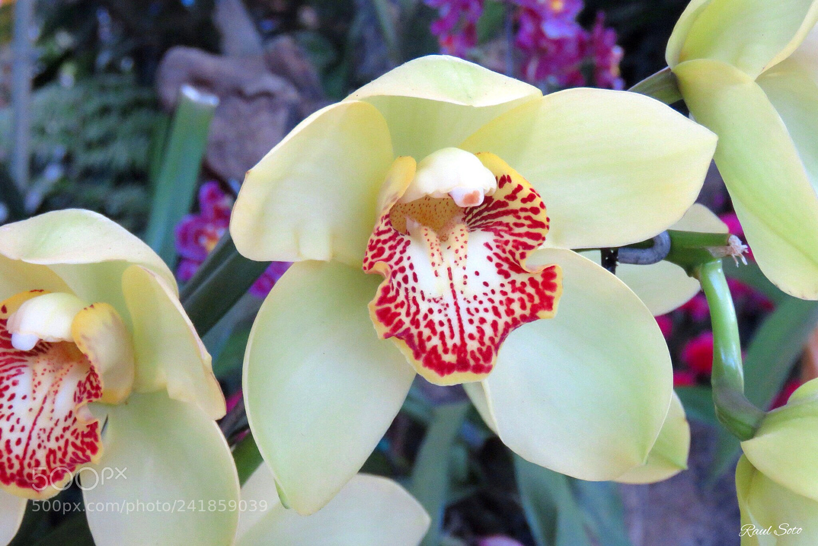 Canon PowerShot SX60 HS sample photo. Orquidea photography