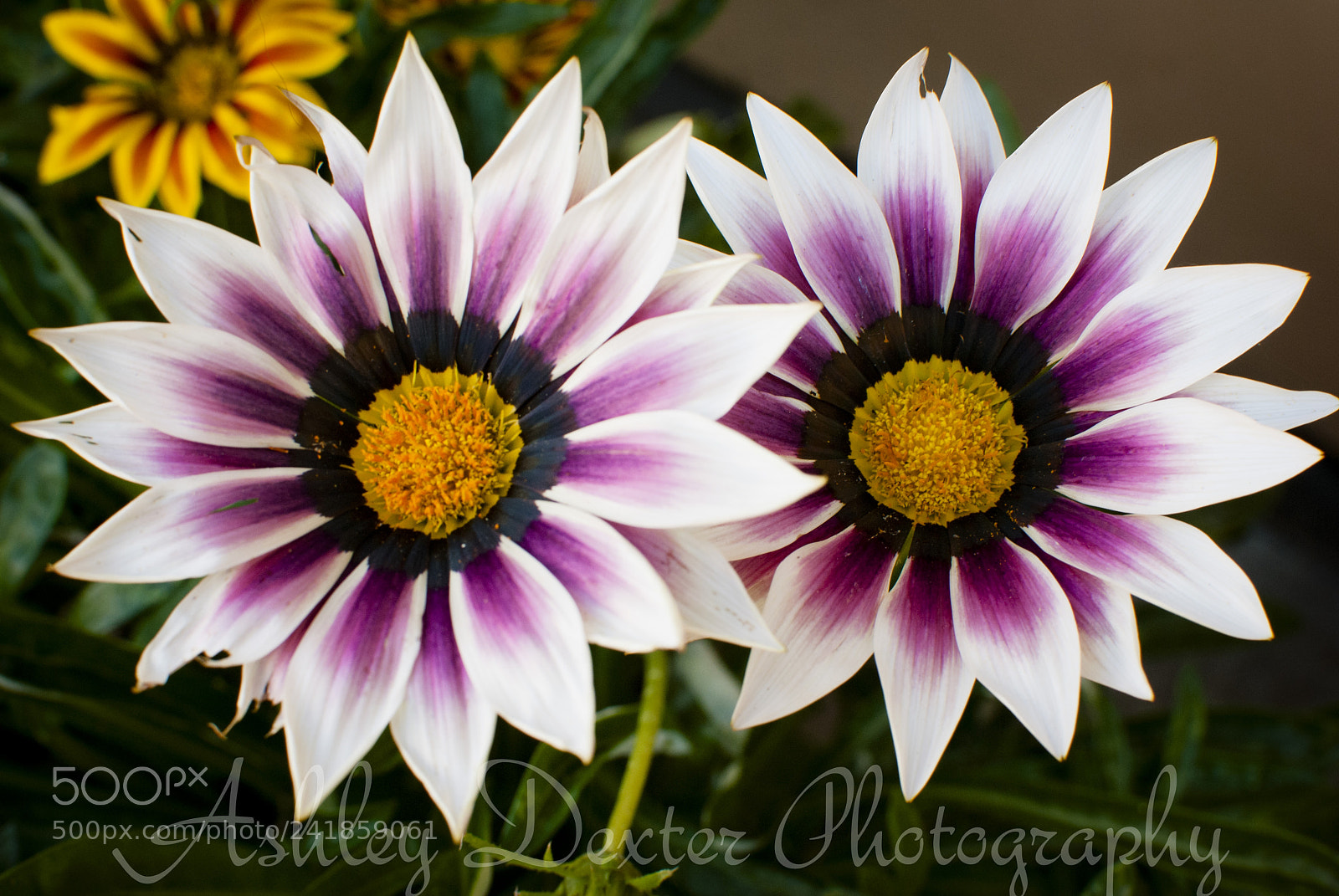 Nikon D3000 sample photo. Dsc photography
