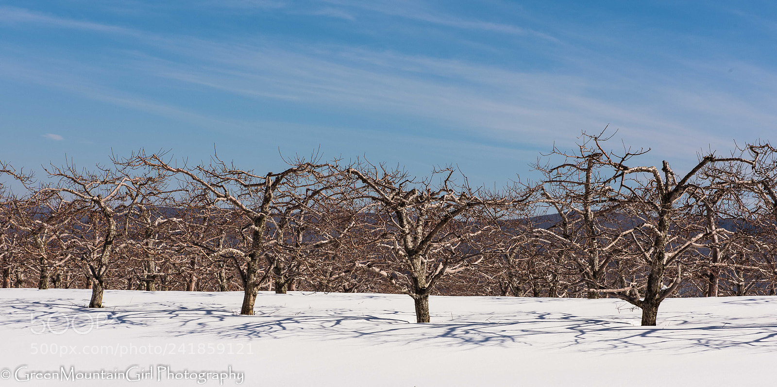 Nikon D810 sample photo. Tree parade photography