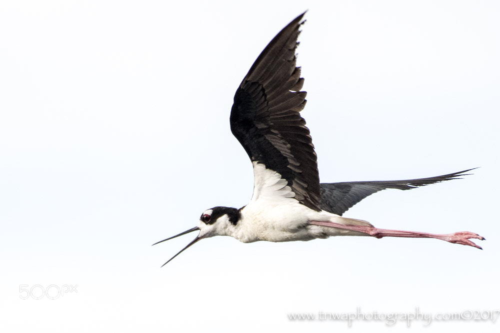 Nikon D500 sample photo. Just zipping by photography
