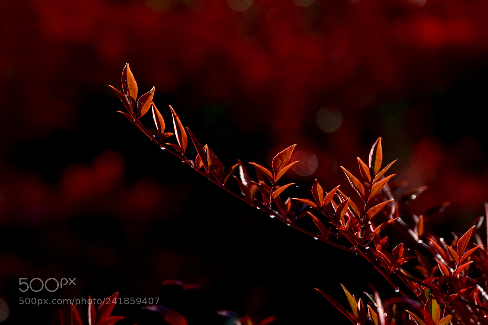 Nikon D7200 sample photo. Leaf photography