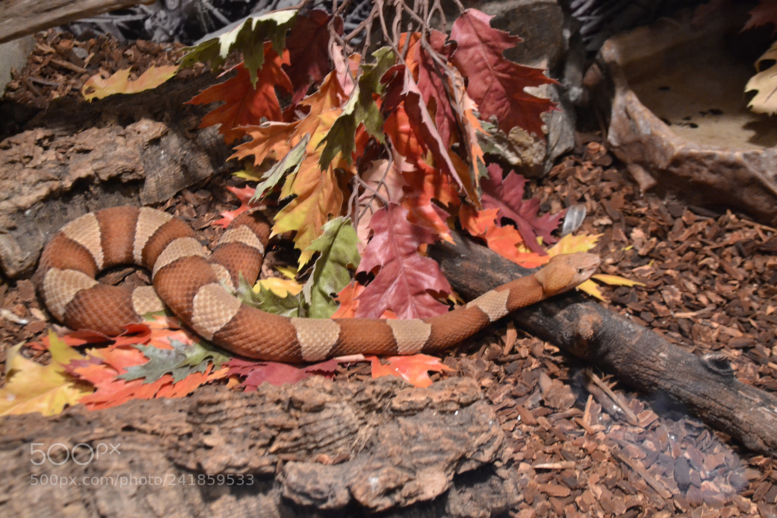 Nikon D3100 sample photo. Branson wonders photography