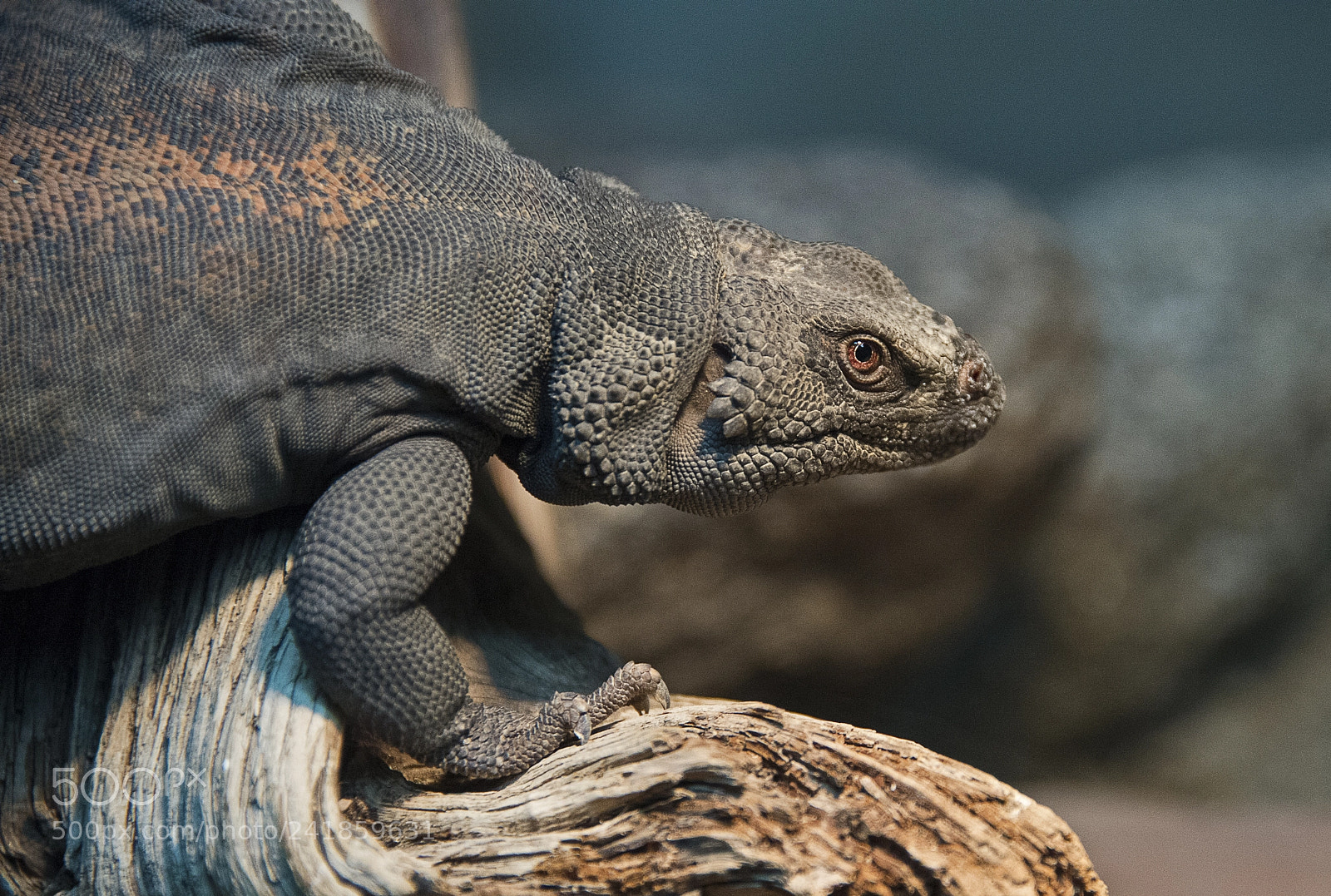 Nikon D4 sample photo. Common chuckwalla photography